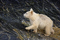 Kermod / Spirit bear cub (Ursus americanus kermodei), white morph of black bear, the shores of Princess Royal Island, British Columbia, Canada