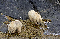 Kermode / Spirit bear cubs (Ursus americanus kermodei), white morph of black bear, looking for mussels on the shores of Princess Royal Island, British Columbia, Canada