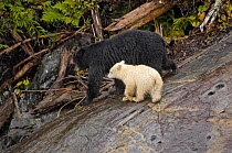 Kermode / Spirit bear mother and cub (Ursus americanus kermodei), A black mother with her cub, white morph of black bear, Princess Royal Island, British Columbia, Canada