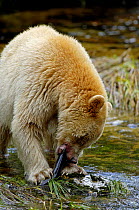 Kermode / Spirit bear (Ursus americanus Kermodei), white morph of black bear, feeding on salmon, Princess Royal Island, British Columbia, Canada