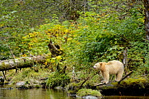 Kermode / Spirit bear (Ursus americanus Kermodei), white morph of black bear, standing on tree trunk, Princess Royal Island, British Columbia, Canada