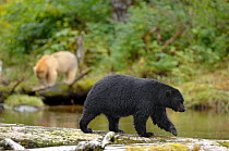 Kermode / Spirit bear (Ursus americanus Kermodei) white morph of black bear, with Black bear in foreground, Princess Royal Island, British Columbia, Canada