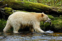 Kermode / Spirit bear (Ursus americanus Kermodei), white morph of black bear, salmon fishing, Princess Royal Island, British Columbia, Canada