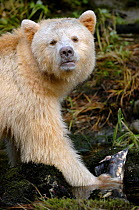 Kermode / Spirit bear (Ursus americanus Kermodei) eating salmon, Princess Royal Island, British Columbia, Canada