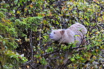 Kermode / Spirit bear cub (Ursus americanus kermodei), white morph of black bear, in tree feeding on wild apples, Princess Royal Island, BC, Canada