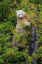 Kermode / Spirit bear (Ursus americanus Kermodei), white morph of black bear, Princess Royal Island, British Columbia, Canada