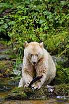 Kermode / Spirit bear (Ursus americanus Kermodei), white morph of black bear, eating salmon, Princess Royal Island, British Columbia, Canada