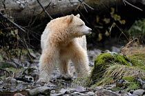 Kermode / Spirit bear (Ursus americanus Kermodei), white morph of black bear, Princess Royal Island, British Columbia, Canada