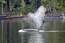 Male Killer Whale / Orca (Orcinus orca) surfacing in the Johnstone Strait, Vancouver Island, British Columbia, Canada