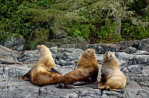 Steller sealions (Eumetopias jubatus) resting on cliffs, Johnstone Strait, Vancouver Island, British Columbia, Canada. Red list of endangered species.