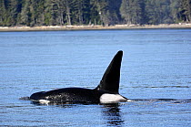 Male Killer whale / Orca (Orcinus orca) surfacing in the Johnstone Strait, Vancouver Island, British Columbia, Canada