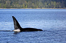 Male Killer whale / Orca (Orcinus orca) surfacing in the Johnstone Strait, Vancouver Island, British Columbia, Canada