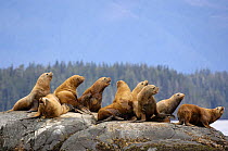 Steller sealions (Eumetopias jubatus) resting on rocks, Johnstone Strait, Vancouver Island, British Columbia, Canada. Red list of endangered species.