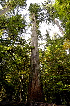 Gigantic old Douglas fir tree (Pseudotsuga menziesii) in old growth forest, MacMillan Provincial Park, Cathedral Grove, Vancouver Island, British Columbia, Canada