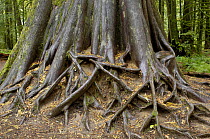 Roots of a giant Western Red cedar (Thuja plicata), old growth forest, MacMillan Provincial Park, Cathedral Grove, Vancouver Island, British Columbia, Canada