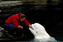 Beluga / White whale (Delphinareptus leucas) with trainer, Captive, Vancouver Aquarium, Vancouver, Canada