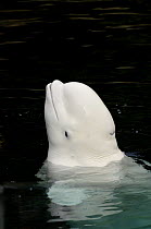 Beluga / White whale (Delphinareptus leucas) surfacing, Captive, Vancouver Aquarium, Canada