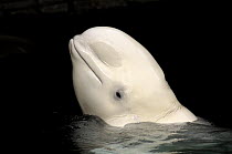 Beluga / White whale (Delphinareptus leucas) surfacing, Captive, Vancouver Aquarium, Canada