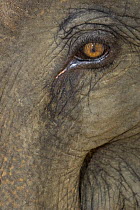Close up of Indian elephant eye (Elephas maximus), captive used by anti-poaching patrol, Alaungdaw Kathapa National Park, Burma (Myanmar)