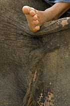 Indian elephant (Elephas mamixmus) bring ridden by mahout with foot visible, captive used by anti-poaching patrol, Alaungdaw Kathapa National Park, Burma (Myanmar)