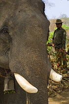 Indian elephant (Elephas maximus) captive used by anti-poaching patrol wih ranger, Alaungdaw Kathapa National Park, Burma (Myanmar)