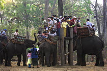 Local people being transported by Asian elephant, Alaungdaw Kathapa National Park, north-west Burma (Myanmar)