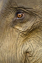 Close up of Indian elephant eye (Elephas maximus), captive animal used by anti-poaching patrols, Alaungdaw Kathapa National Park, north-west Burma (Myanmar)