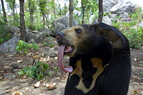 Malayan sun bear (Ursus malayanus) with long tongue sticking out, captive, near Phnom Penh, Cambodia, Endangered or threatened species (Vulnerable)