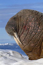 Walrus (Odobenus rosmarus) Igloolik, Foxe Basin, Nunavut, Arctic Canada