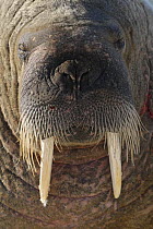 Walrus (Odobenus rosmarus), Igloolik, Foxe Basin, Nunavut, Arctic Canada