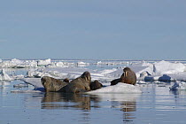Walrus (Odobenus rosmarus) hauled out on ice floe, Igloolik, Foxe Basin, Nunavut, Arctic Canada