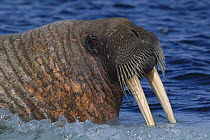 Walrus (Odobenus rosmarus), Igloolik, Foxe Basin, Nunavut, Arctic Canada