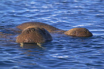 Walrus (Odobenus rosmarus) mother and pup in the water together, Igloolik, Foxe Basin, Nunavut, Arctic Canada