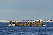 Walruses (Odobenus rosmarus) hauled out on ice floe, Igloolik, Foxe Basin, Nunavut, Arctic Canada