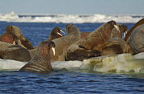 Walruses (Odobenus rosmarus) hauled out on ice floe, Igloolik, Foxe Basin, Nunavut, Arctic Canada