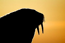 Walrus (Odobenus rosmarus) head silhouetted against setting sun, Igloolik, Foxe Basin, Nunavut, Arctic Canada