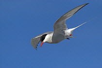 Arctic tern (Sterna paradisaea) flying, Igloolik, Foxe Basin, Nunavut, Arctic Canada
