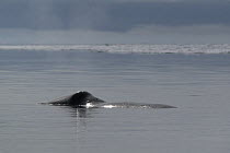 Bowhead whale (Balaena mysticeus) surfacing, showing distinctive profile, Igloolik, Foxe Basin, Nunavut, Arctic Canada