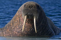 Walrus (Odobenus rosmarus) portrait Igloolik, Foxe Basin, Nunavut, Arctic Canada