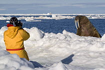 Tourist taking photograph of Walrus (Odobenus rosmarus) Igloolik, Foxe Basin, Nunavut, Arctic Canada