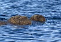 Walrus (Odobenus rosmarus) mother and pup swimming in the water, Igloolik, Foxe Basin, Nunavut, Arctic Canada