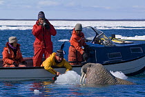 Tourists watching Walrus (Odobenus rosmarus) swimming near boat, Igloolik, Foxe Basin, Nunavut, Arctic Canada, 2007