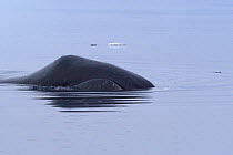 Bowhead whale (Balaena mysticetus) surfacing, showing distinctive triangular head and arched mouthline, Igloolik, Foxe Basin, Nunavut, Arctic Canada