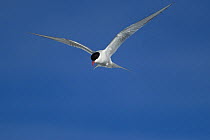 Arctic tern (Sterna paradisaea) flying, Igloolik, Foxe Basin, Nunavut, Arctic Canada