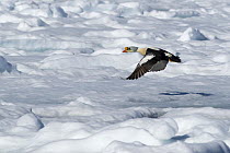 Adult male King eider duck (Somateria spectabilis) flying over ice, Igloolik, Foxe Basin, Nunavut, Arctic Canada