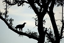 African fish eagle {Haliaeetus vocifer} juvenile, silhouette, perched in tree, Kasanka National Park, Zambia, Africa