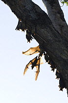 Straw-coloured fruit bats (Eidolon helvum) flying from roost, Kasanka National Park, Zambia, Africa