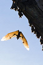 Straw-coloured fruit bats (Eidolon helvum) hanging from branch with one flying showing veins in wing membrane and the finger bones well, Kasanka National Park, Zambia, Africa