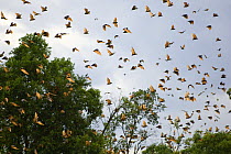 A cloud of Straw-coloured fruit bats (Eidolon helvum) flying over daytime roost, Kasanka National Park, Zambia, Africa