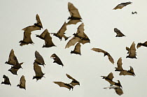 A cloud of Straw-coloured fruit bats (Eidolon helvum) flying, Kasanka National Park, Zambia, Africa